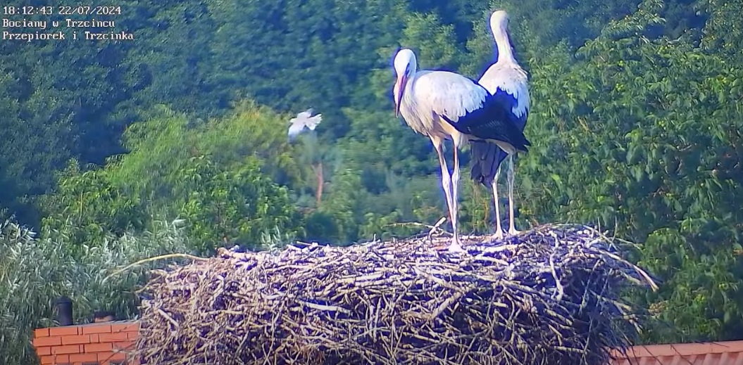 bubymajacalydzientowarzystwo