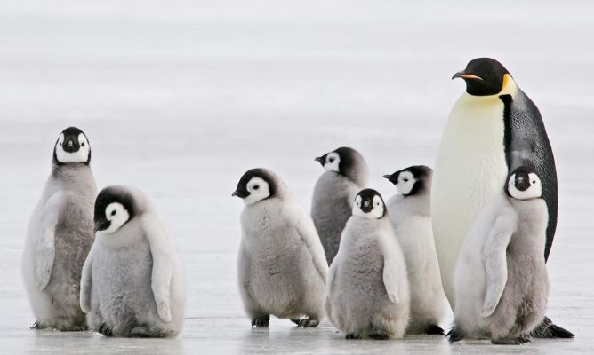 Estos pingüinos machos son los primeros en convertirse en padres