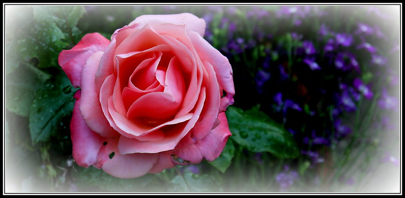 flower-pink-rose-abundance.jpg