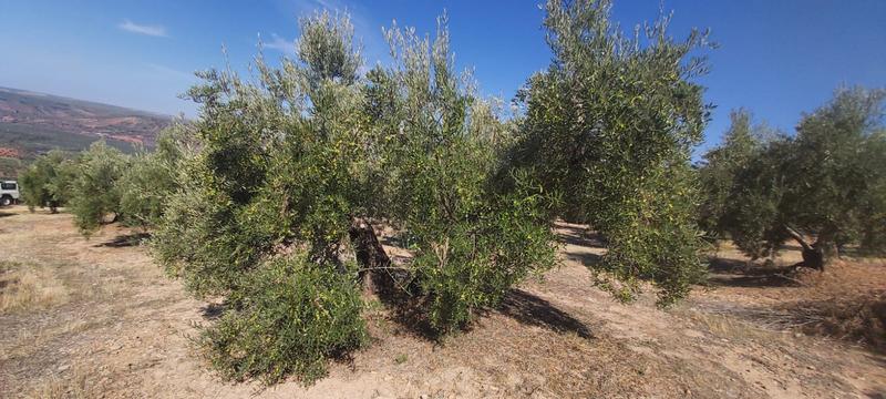 Seguimiento evolutivo/productividad parcela de secano en calar (Jaén) 2019_11