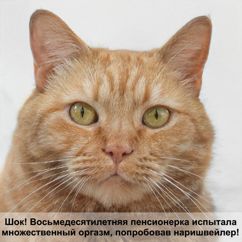 британская голубая кошка фото