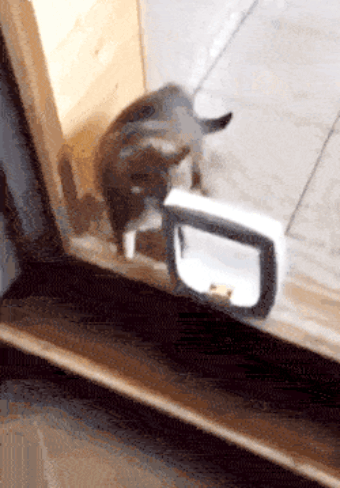 52.gif