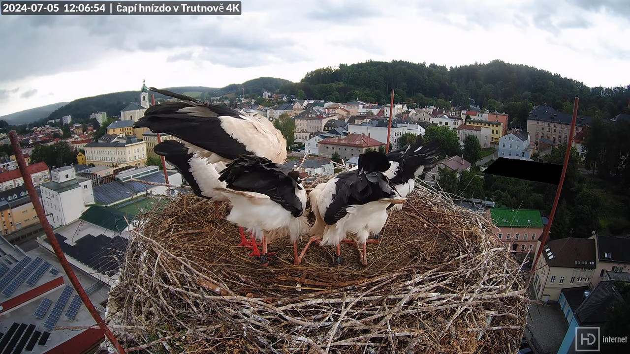 Tiešraidē no stārķa ligzdas uz alus darītavas skursteņa Trutnovā 12-33-4 screenshot