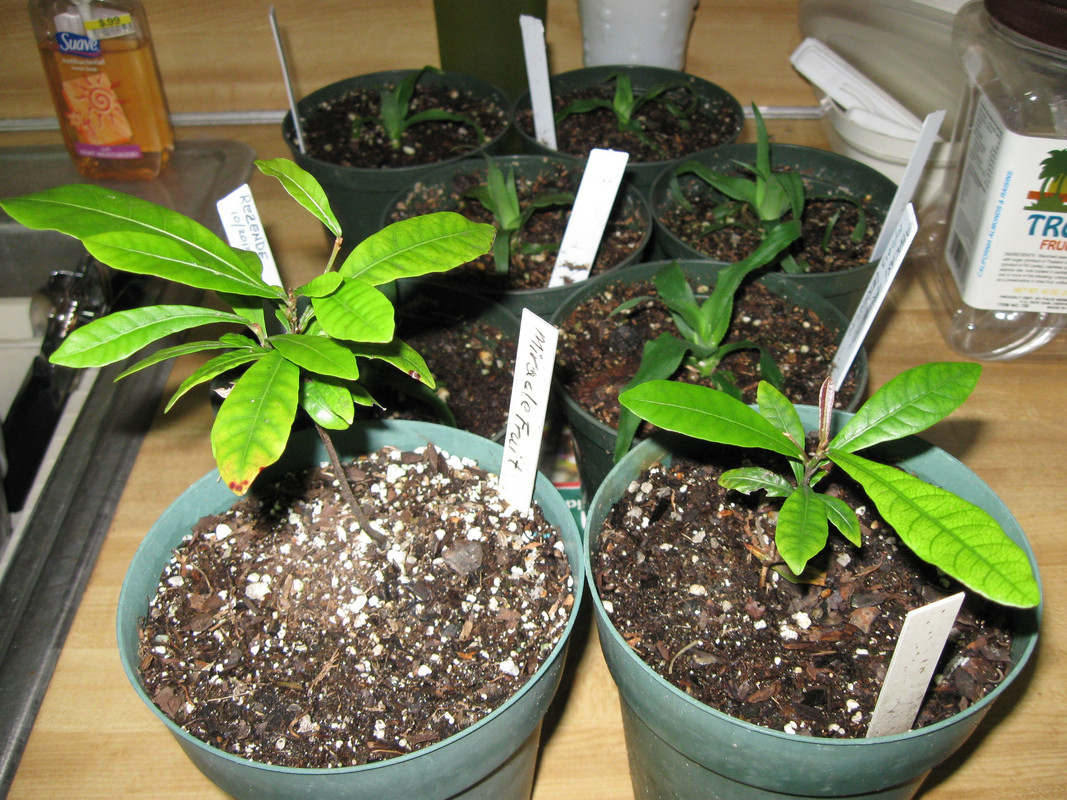 Miracle Fruit Seedlings