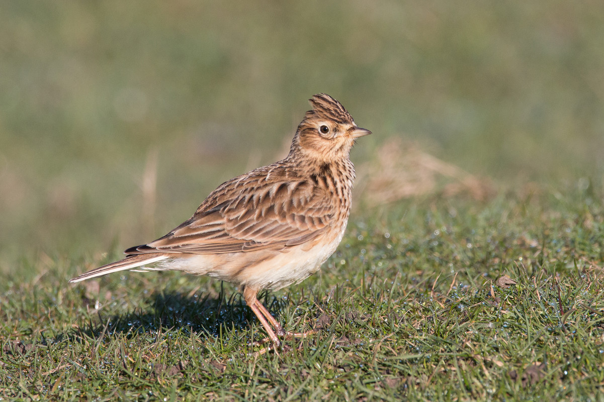 Skylark | Talk Photography