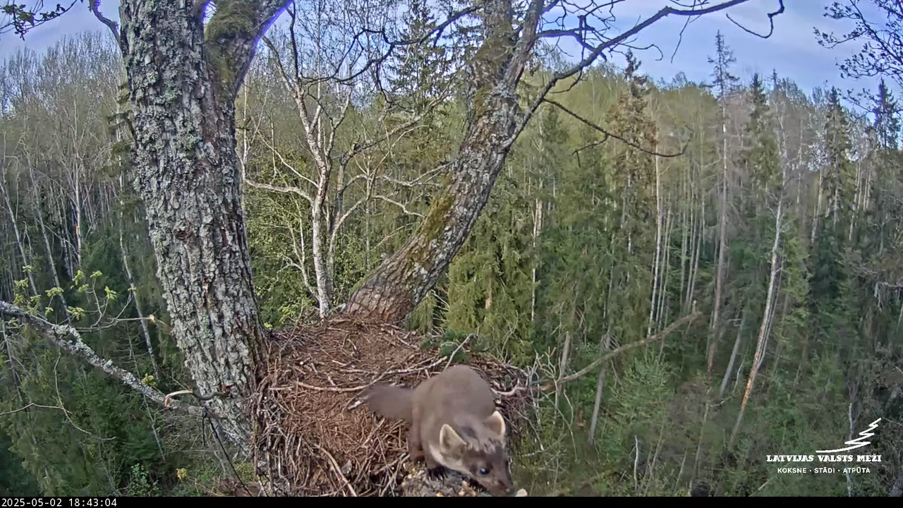 LVM mazais ērglis Lisiņa, ozols2 – Lesser Spotted Eagle 9-43-23 screenshot (1)