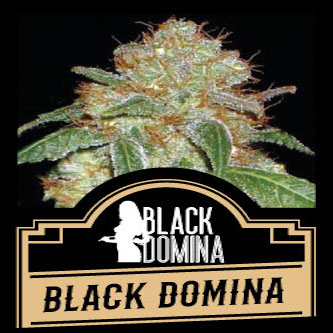BLACK-DOMINA