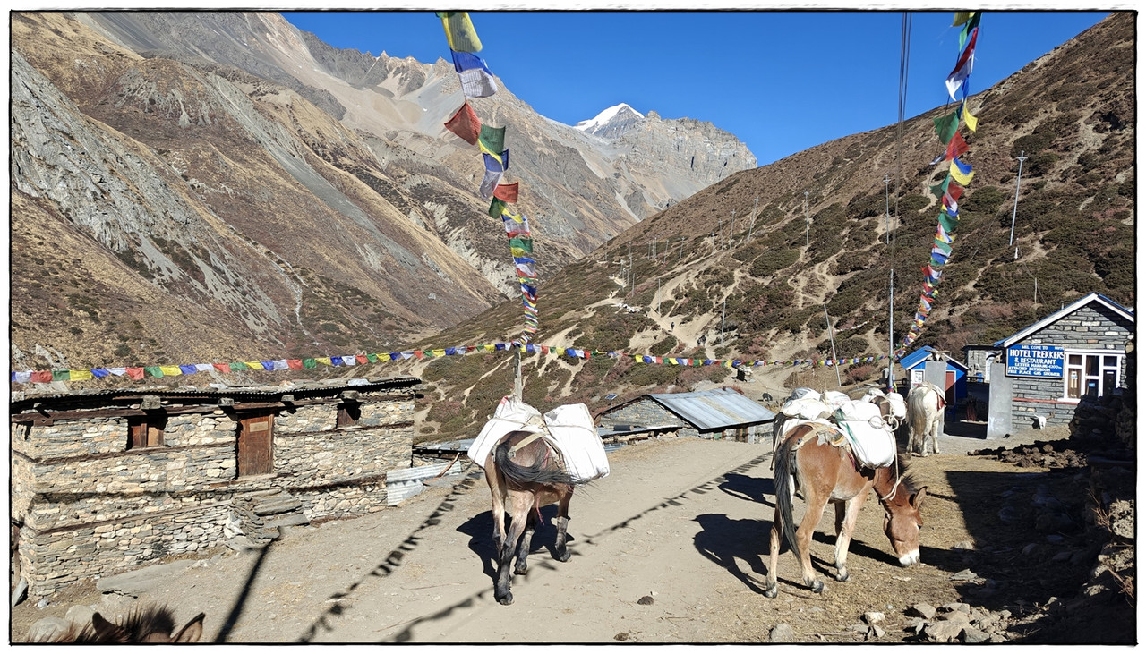AC día 11: Yak Kharka (4069 m) a Thorong Phedi (4540 m) - Trekking en Nepal: Annapurna Circuit y Mardi Himal (2)