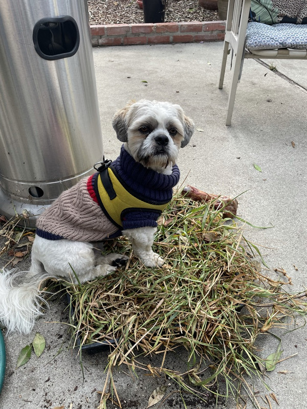 D8D2639F-D56C-47E2-A44C-FBD13E339379_1_105_c