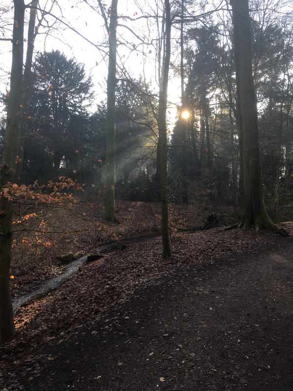 2025-02-02 Zonnestralen in het bos IMG_4667 (002)