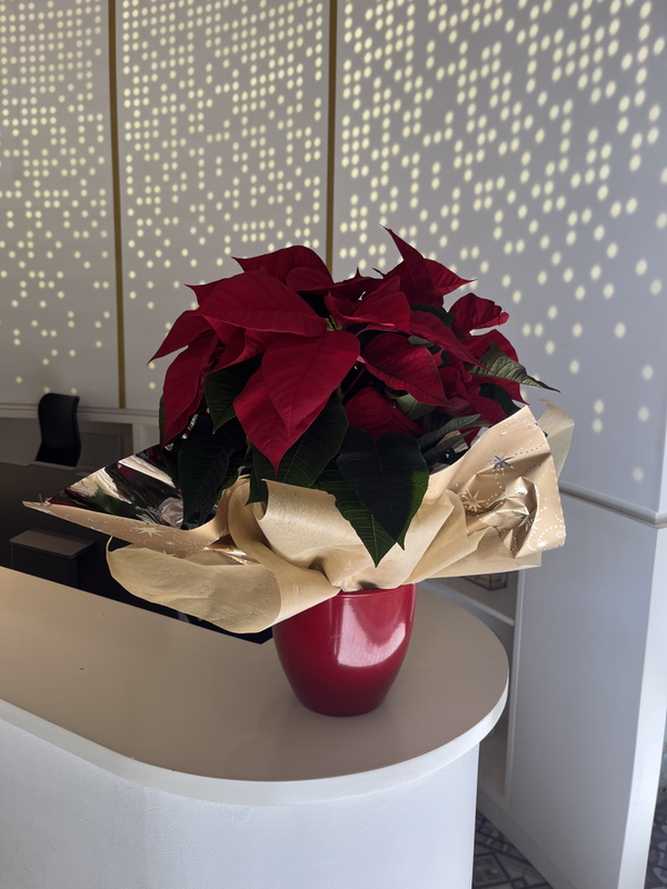 Pascuero Para Regalo