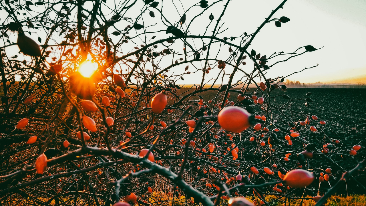 слика_2022-12-23_231407281