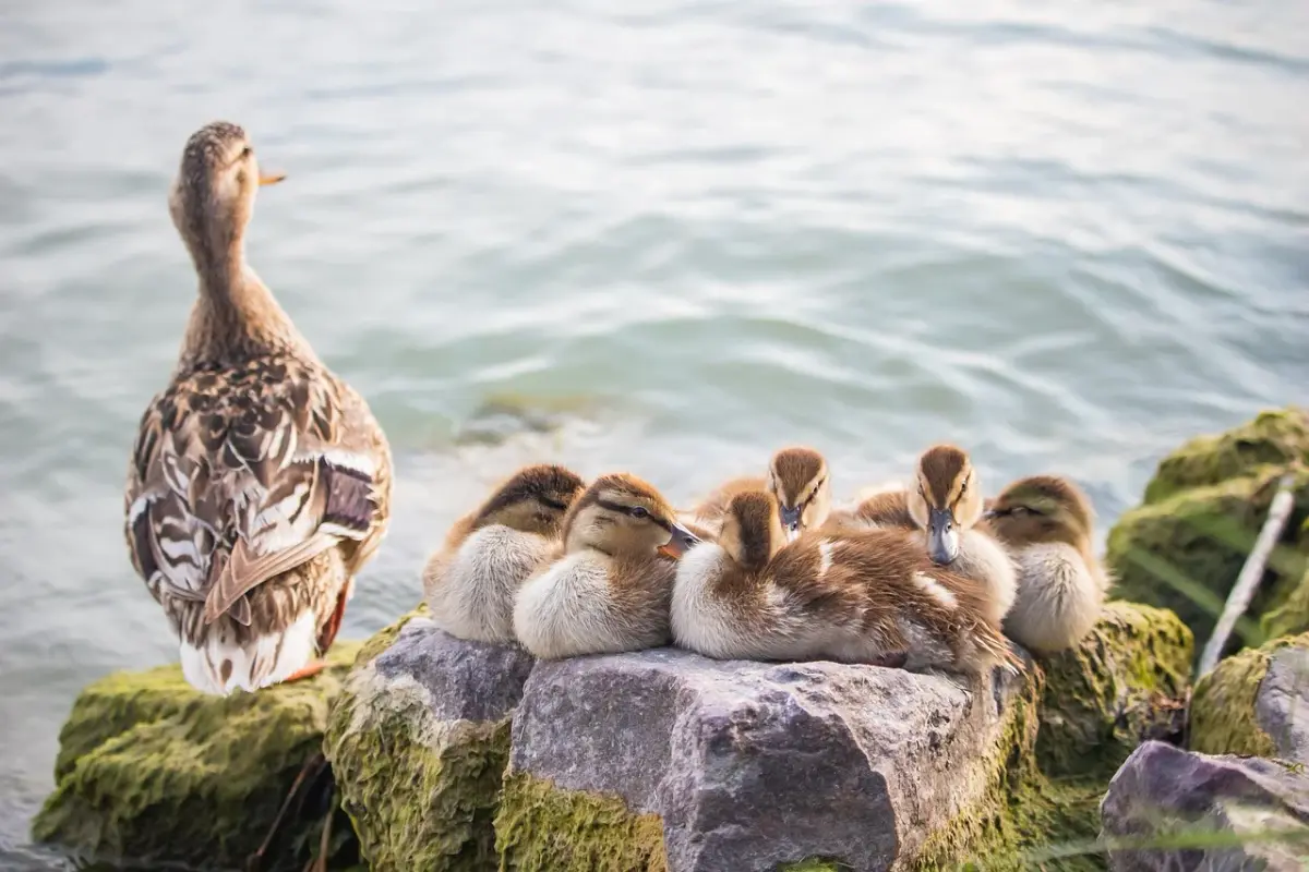 brown-ducklings-new.webp
