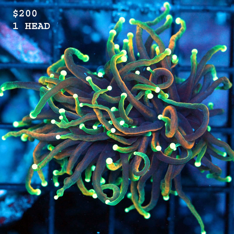 IMG_7278_1024x1024@2x