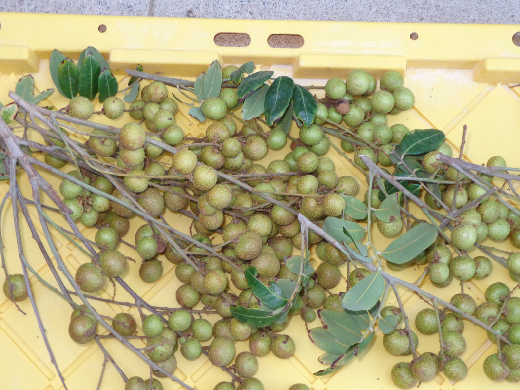 Kohala-Pic8(9-13-22)