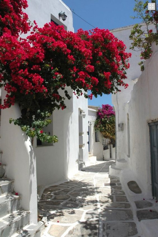 redfloralalley.jpg