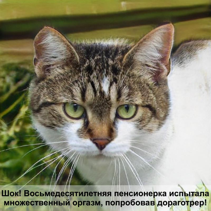 шерсть кошки