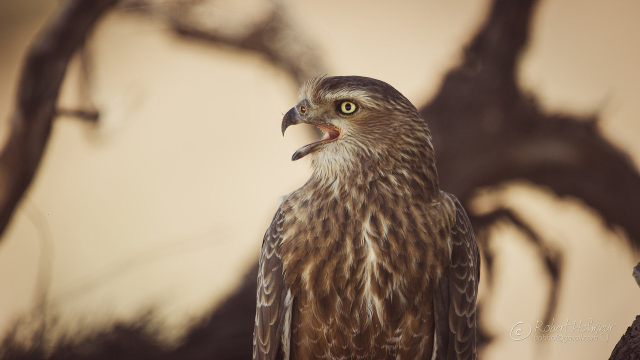 2019a-Kgalagadi-A009-C033-0225-M3-0001157.jpg