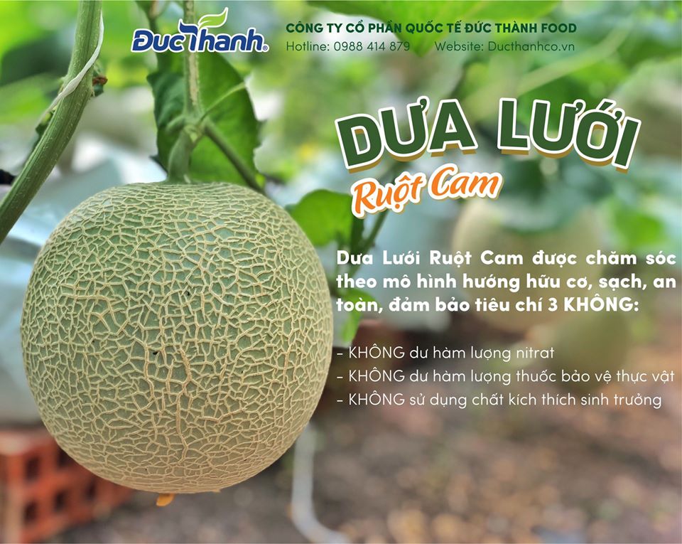 Dưa lưới Đức Thành ruột cam