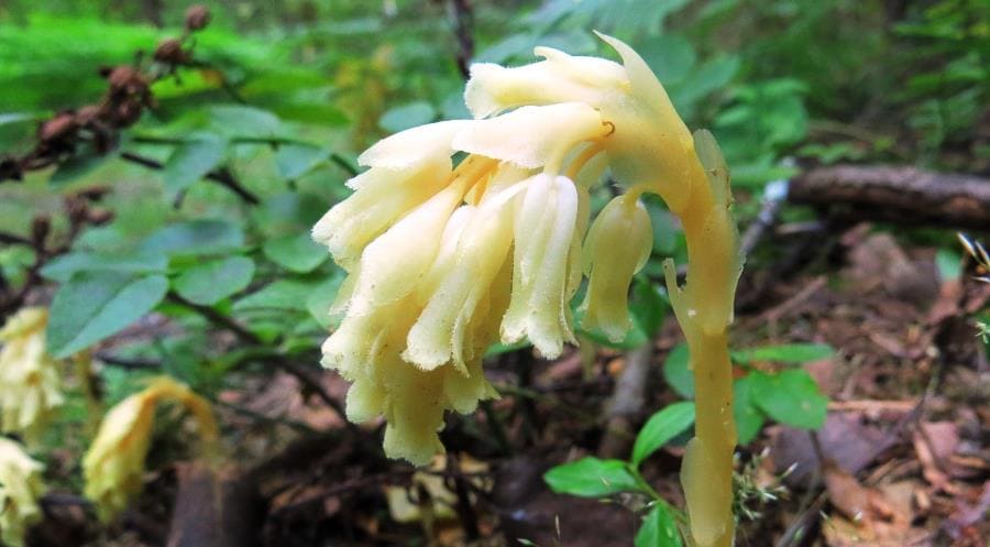 Monotropa uniflora - шедевр эволюции без хлорофилла и фотосинтеза Monotropa uniflora - шедевр эволюции без хлорофилла и фотосинтеза