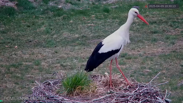 Przechwytywanie w trybie pełnoekranowym 09.04.2025 202414