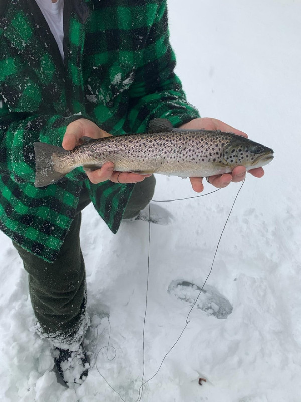 Big brown