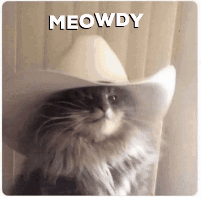 meowdy-howdy-cat.gif