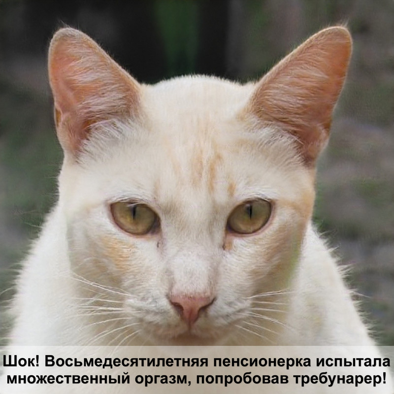 болезни британских кошек