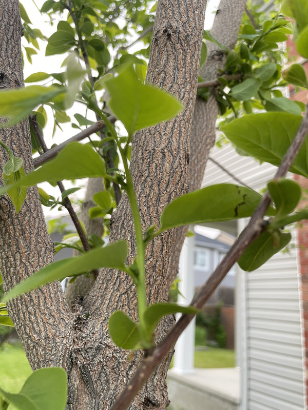 65A7BE23-0D7B-41C5-93BA-6F1A9CCED8DF