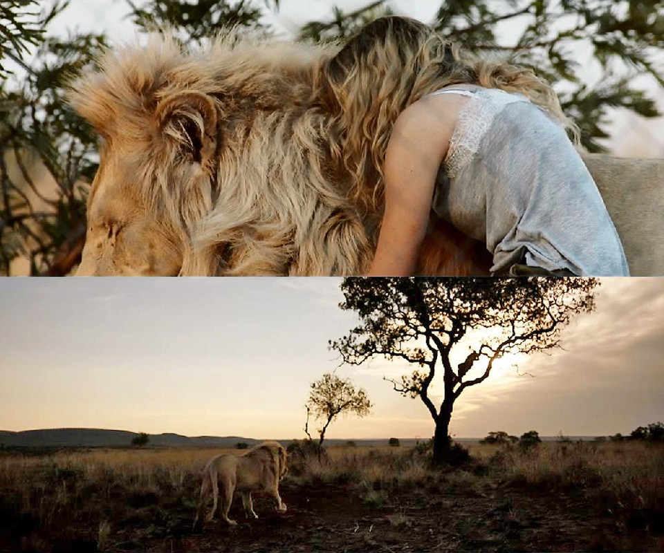 MIA ET LE LION BLANC 01 - Mia y el león blanco [2018] [Aventuras] [DVD9] [PAL] [Leng. ESP/CAT/ENG] [Subt. ESP/CAT]