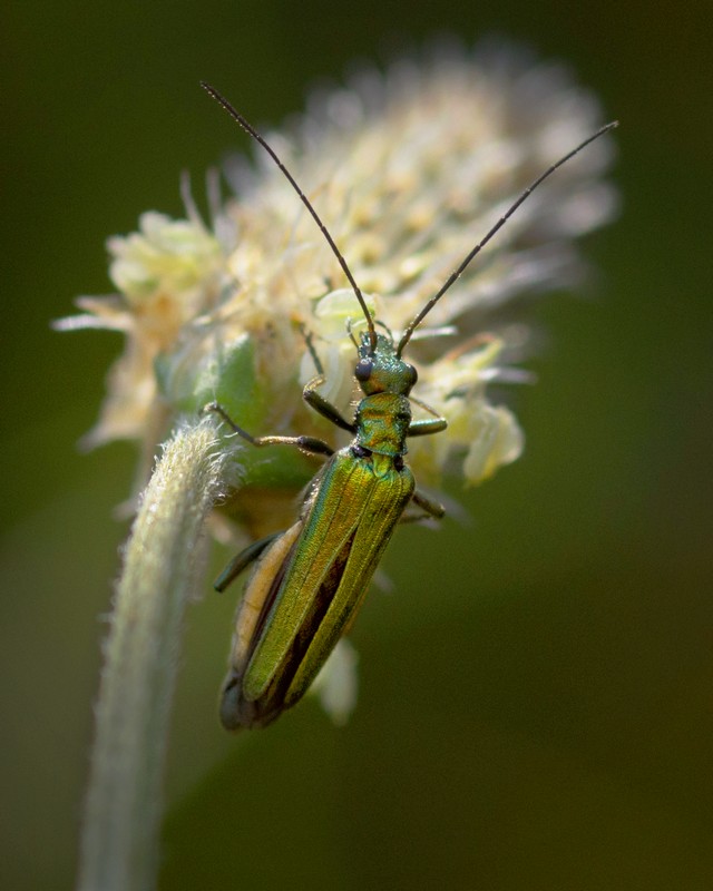 Lytta vesicatoria (Spanish Fly) - _JUS4228 - CLR
