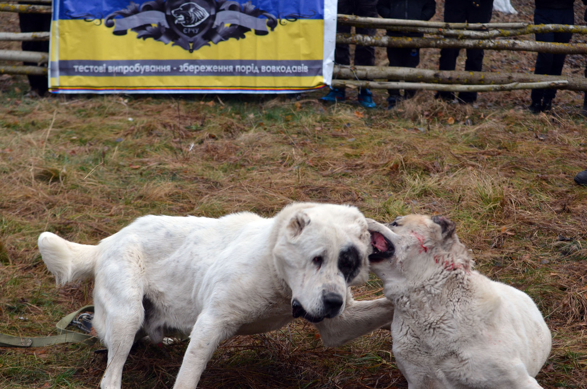 Шаман - Монгол (10)