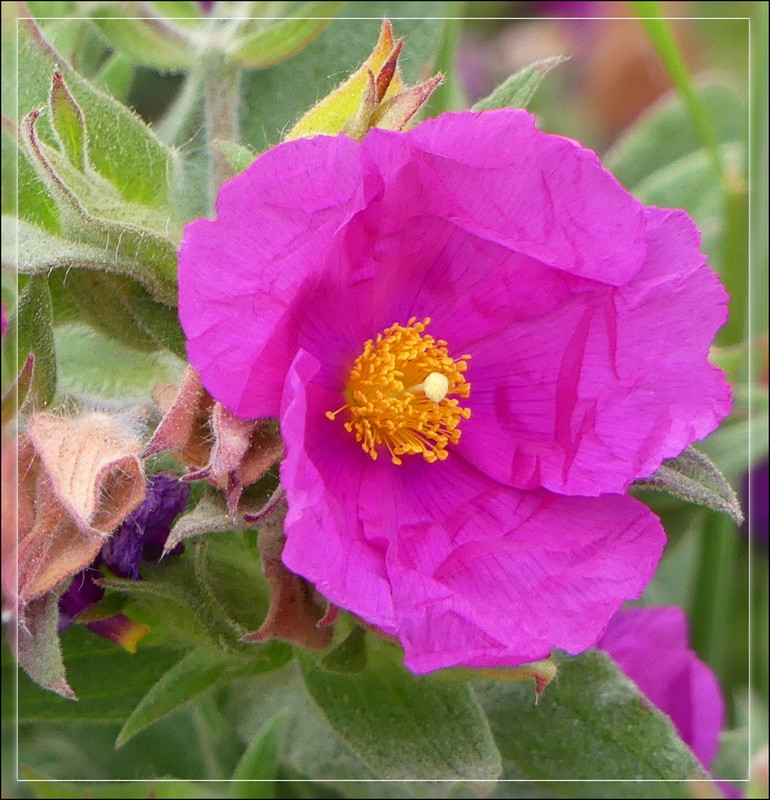 Fleur crêpon fushia  P1170075