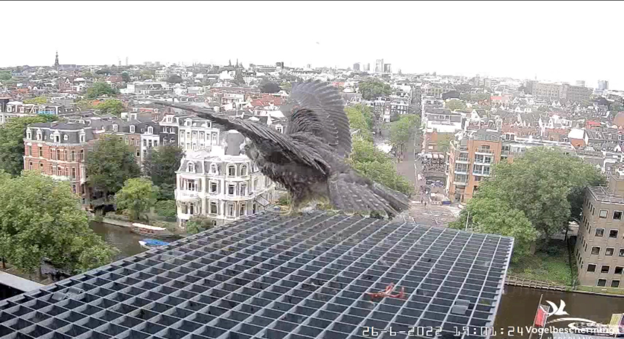 Amsterdam/Rijksmuseum screenshots © Beleef de Lente/Vogelbescherming Nederland - Pagina 33 Video-2022-06-26-190308-Moment-4