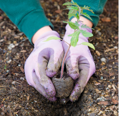 gardening