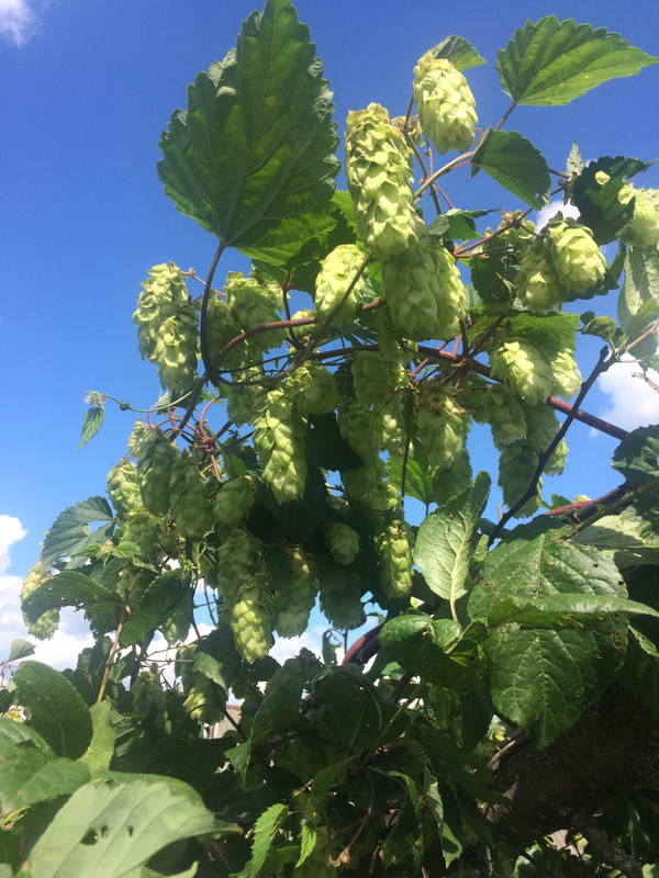 1E91F97D-101D-4C59-A382-575F791F511C