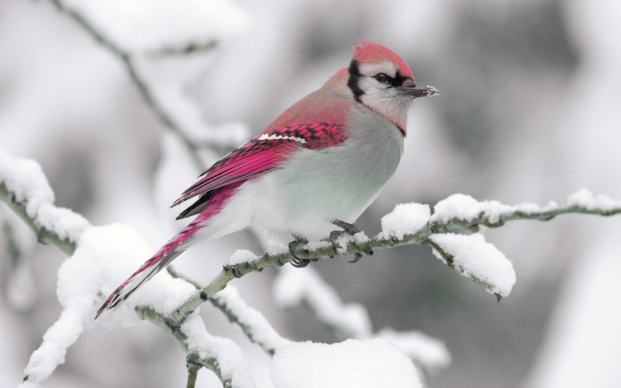 Beautiful-Pink-Bird