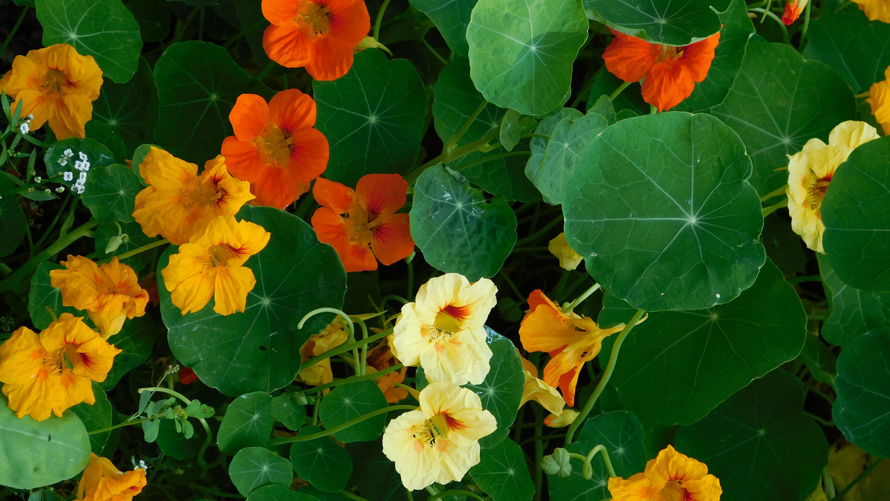 Август дачный кукольный 2023 389