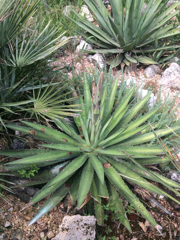 31776145_10215072614069797_1889725613841842176_n