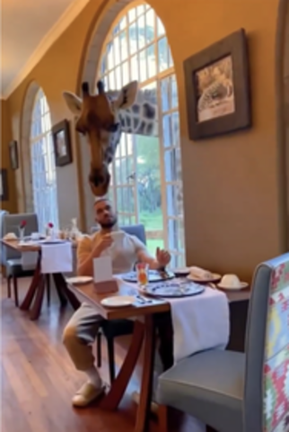 Giraffe-Breakfast-Ready