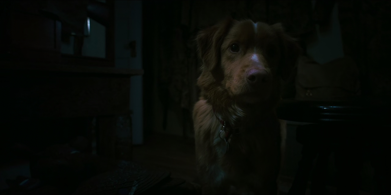 Good Boy 2025 720p 10bit WEBRip 6CH x265 HEVC PSA mkv snapshot 00 14 17 819