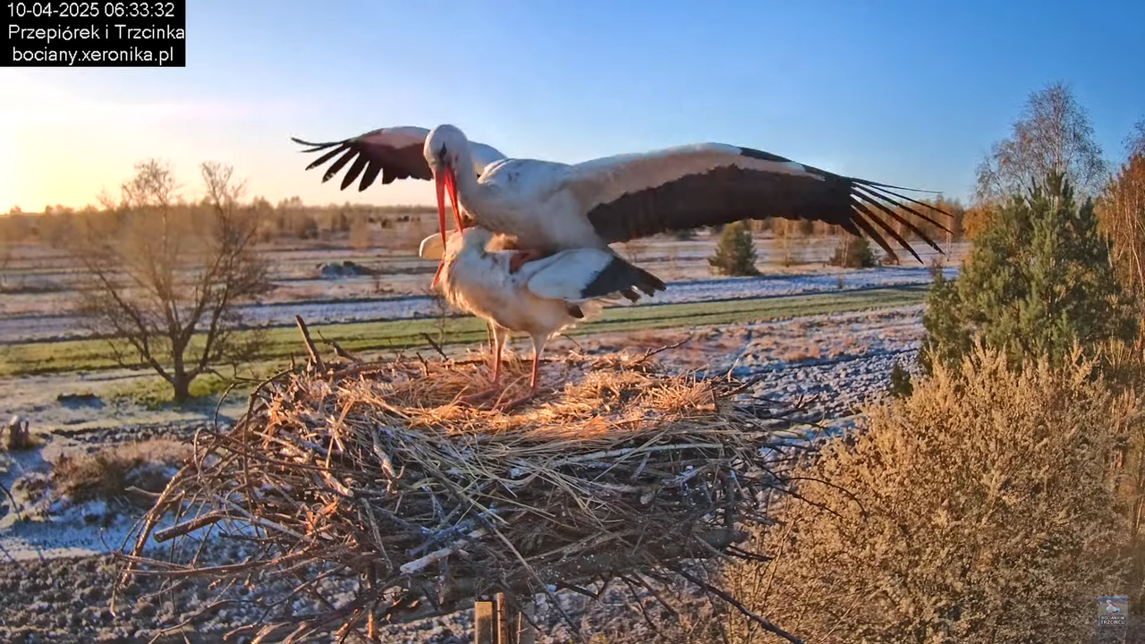 10042025bociany (20)