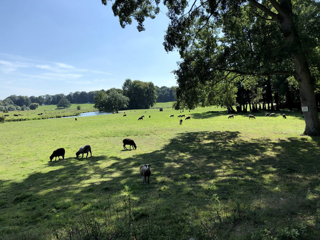 sheep6.jpg