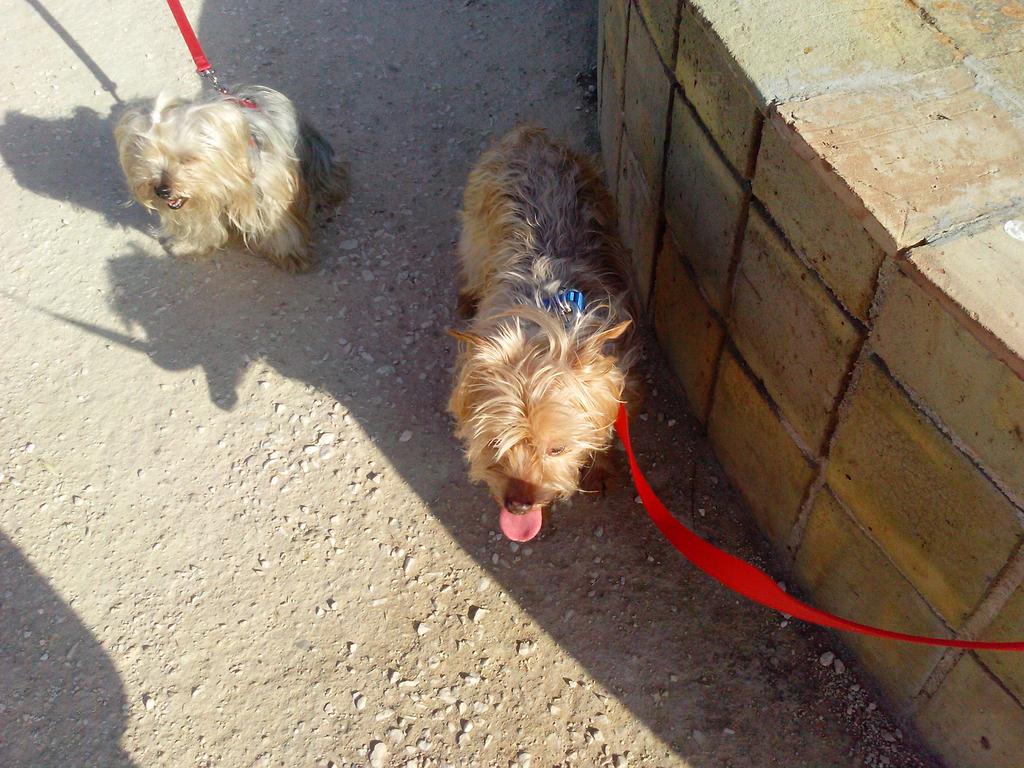 Bobo e Zara yorkie