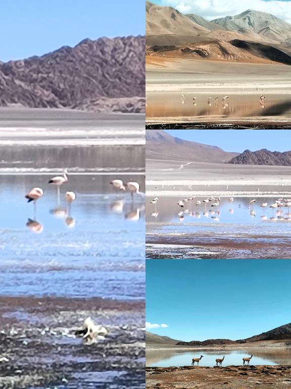 VOLCAN GALAN. LAGUNA DIAMANTE, FUMAROLAS. LAGUNA GRANDE - ARGENTINA INFINITA II/ TORRES DEL PAINE (21)