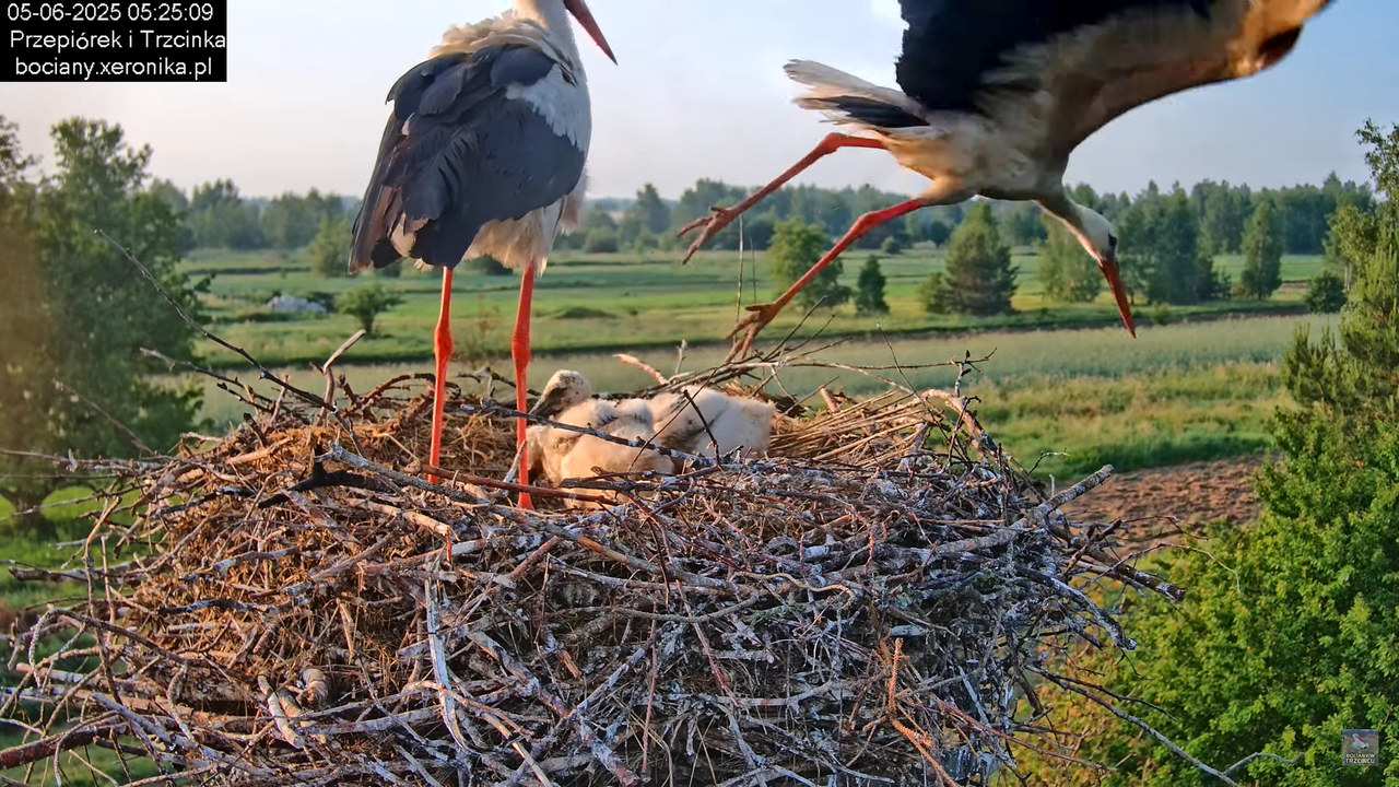 05062025bociany9