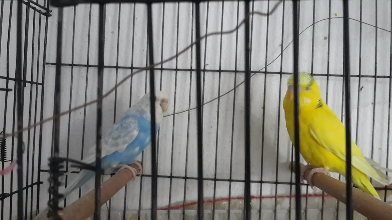 صورة