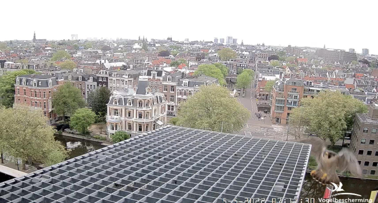 Amsterdam/Rijksmuseum screenshots © Beleef de Lente/Vogelbescherming Nederland - Pagina 31 Video-2022-05-05-072029-Moment