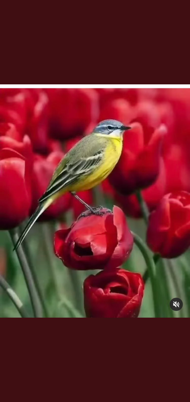 Screenshot_٢٠٢١٠٥٢٦-١٥٢٥٤٩