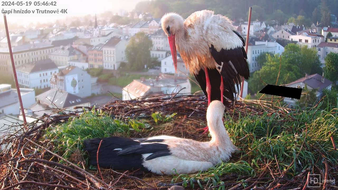 Tiešraidē no stārķa ligzdas uz alus darītavas skursteņa Trutnovā 8-2-36 screenshot